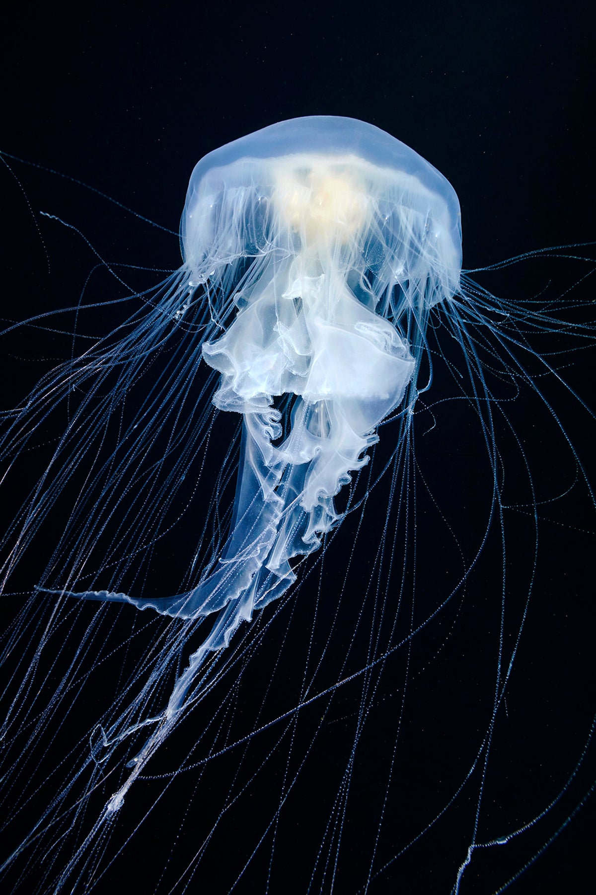 An Egg-yolk jellyfish near Kamchatka Peninsula in eastern Russia